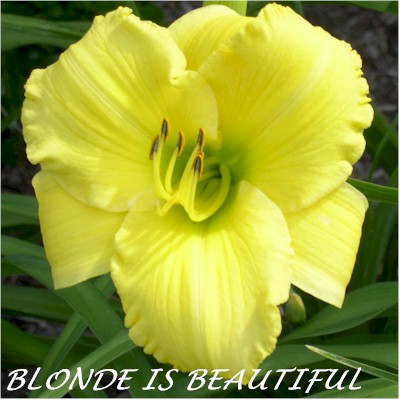 Blonde Is Beautiful