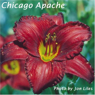 Chicago Apache