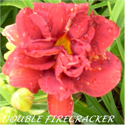 Double Firecracker
