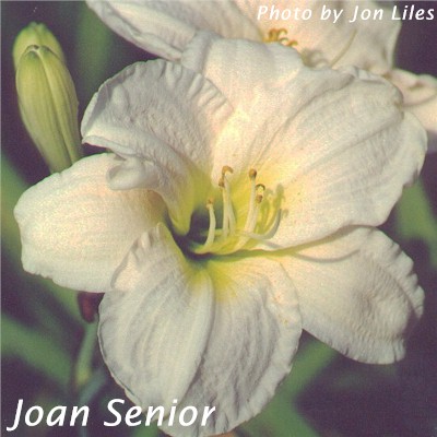 Joan Senior