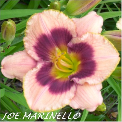 Joe Marinello