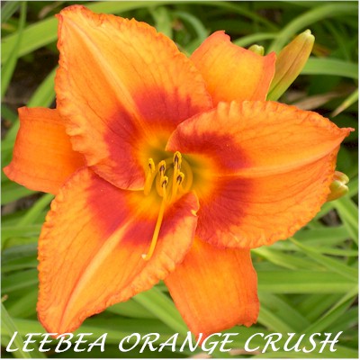 Leebea Orange Crush