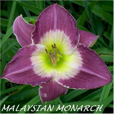 Malaysian Monarch