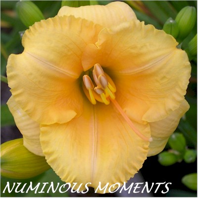 Numinous Moments