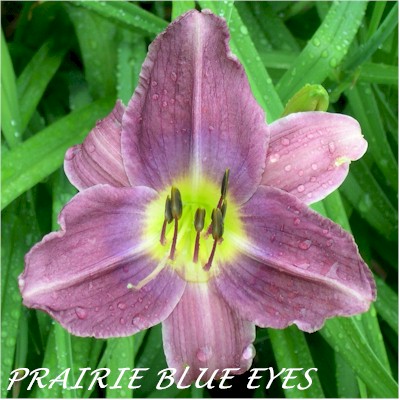 Prairie Blue Eyes