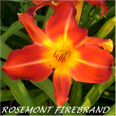 Rosemont Firebrand