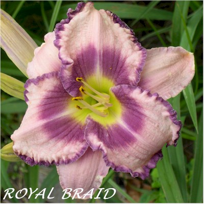 Royal Braid