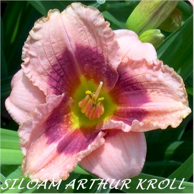Siloam Arthur Kroll