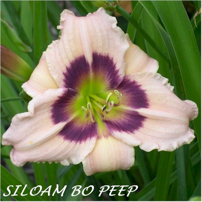 Siloam Bo Peep
