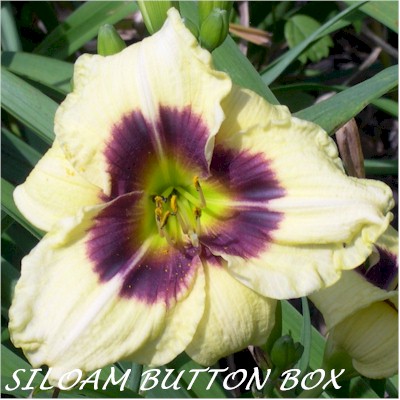 Siloam Button Box