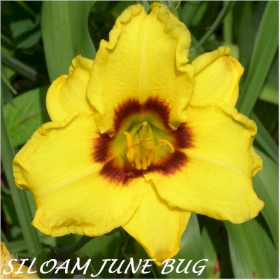 Siloam June Bug