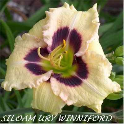 Siloam Ury Winniford