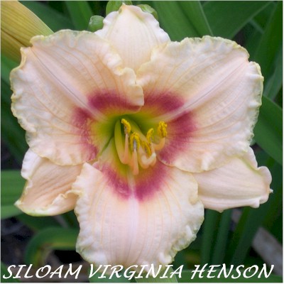 Siloam Virginia Henson