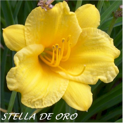 Stella De Oro