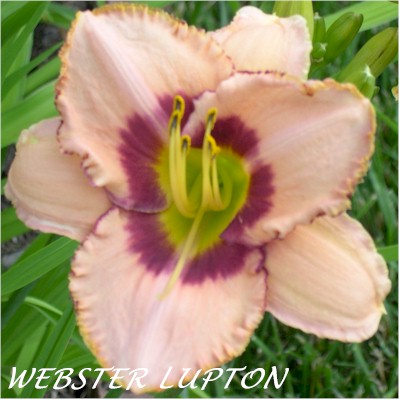 Webster Lupton