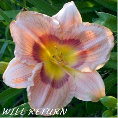 Will Return