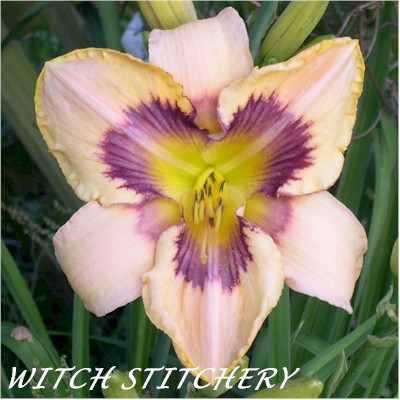 Witch Stitchery